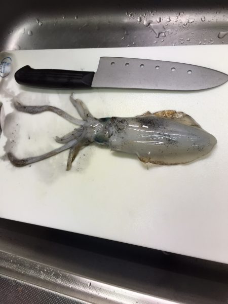 エギングファイト