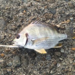 メッキ調査隊出陣‼︎