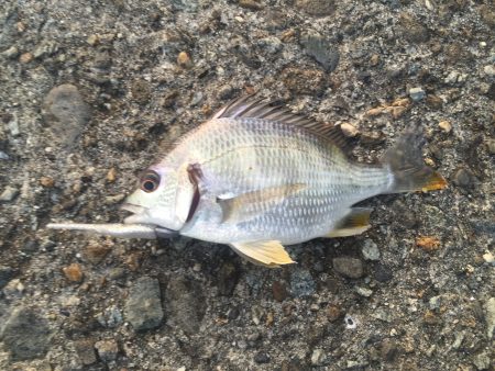 メッキ調査隊出陣‼︎