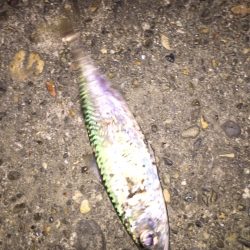 近場でナイトアジング♪