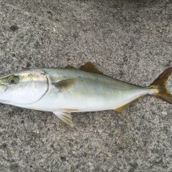 ショアジギ戦隊 釣りタインジャー出撃