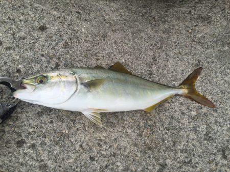 ショアジギ戦隊 釣りタインジャー出撃