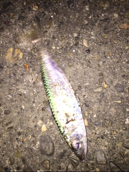 近場でナイトアジング♪