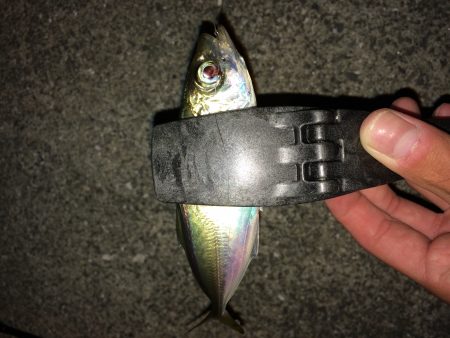 アジング in田尻