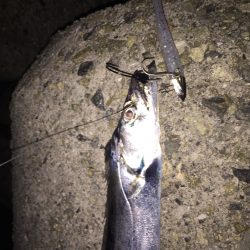 小型が多くて‥‥