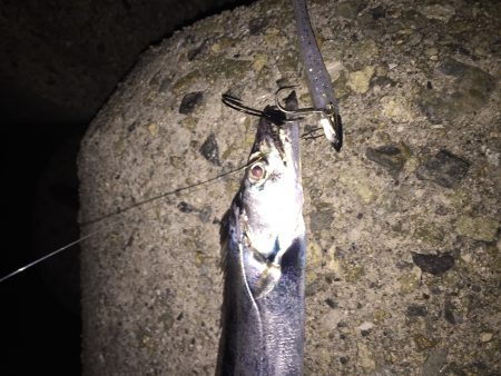 小型が多くて‥‥