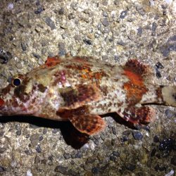 癒されたくて…