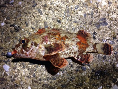 癒されたくて…