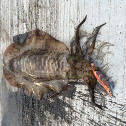 夏烏賊まだおったー