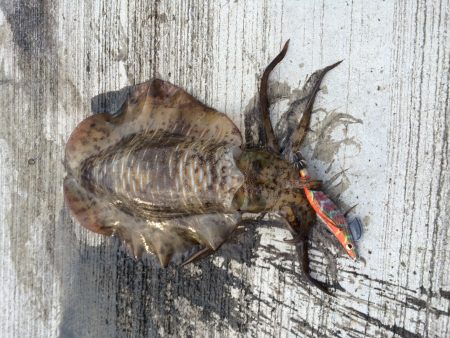 夏烏賊まだおったー