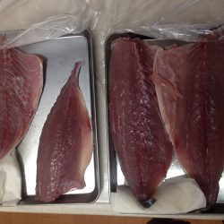 加太にショアジギ調査に行ってきました