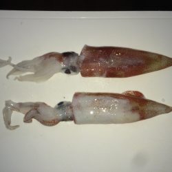 ケンサキイカエギング