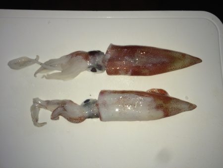 ケンサキイカエギング