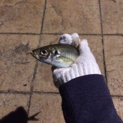 舞鶴親海公園 五目釣り