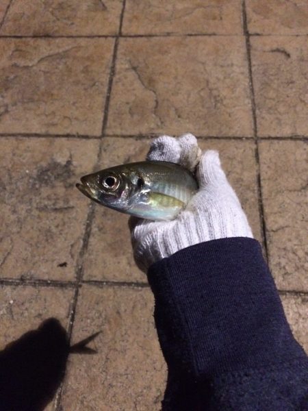 舞鶴親海公園 五目釣り