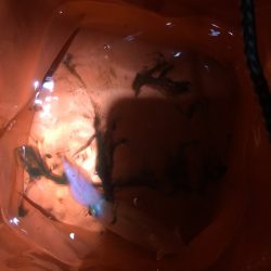 初ケンサキイカエギング