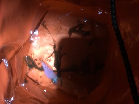 初ケンサキイカエギング