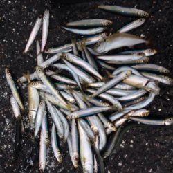 一年ぶりのサビキ大漁