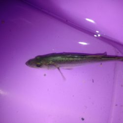 チーバスでした