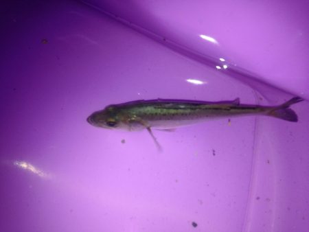 チーバスでした