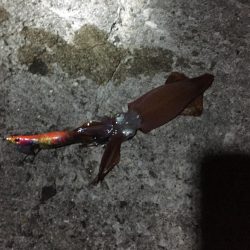 ケンサキイカまだ居たんや‼️