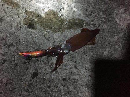 ケンサキイカまだ居たんや‼️