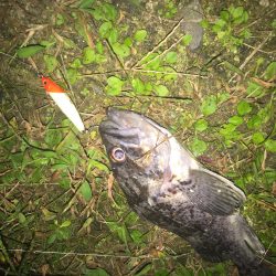 仕事終わり短時間釣行