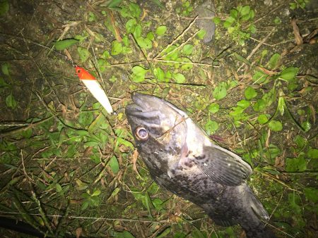 仕事終わり短時間釣行