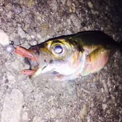 アジング( ´ ▽ ` )ﾉ