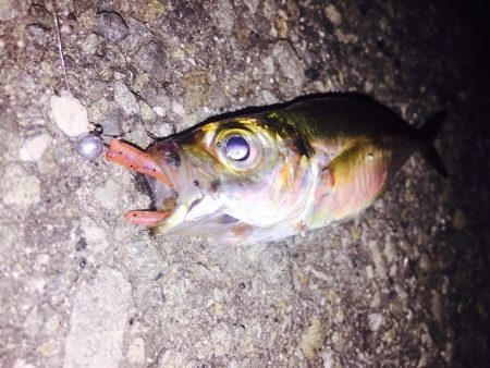 アジング( ´ ▽ ` )ﾉ