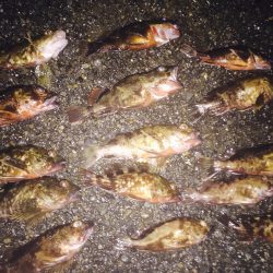 ガシラパラダイス