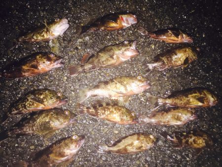 ガシラパラダイス