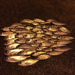 爆‼︎アジング