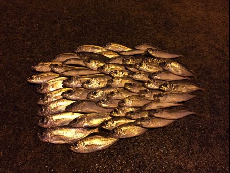 爆‼︎アジング