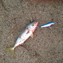 ショアジギング