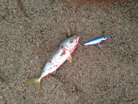 ショアジギング