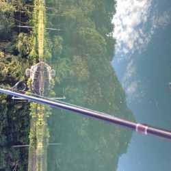 メッキがいない…