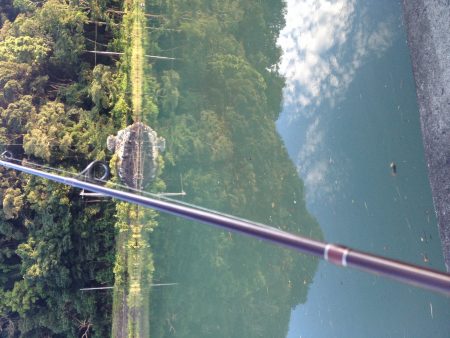 メッキがいない…