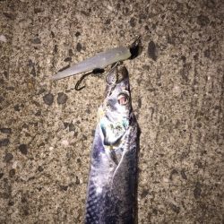 タチウオがきた！