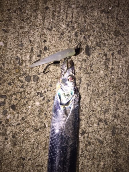 タチウオがきた！