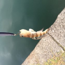 エギングでアオリイカ