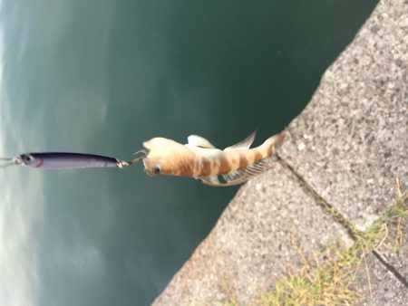 エギングでアオリイカ