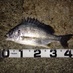 シーバス&キビレ