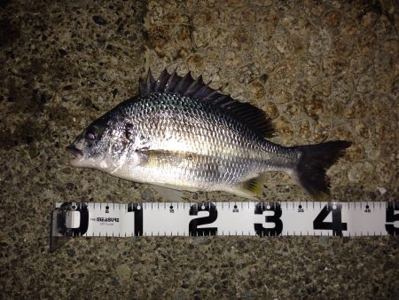 シーバス&キビレ