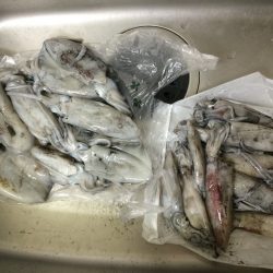 台風明けエギング