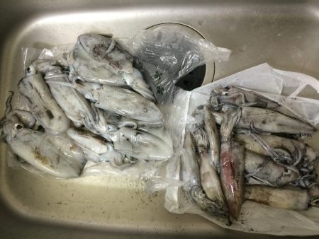 台風明けエギング