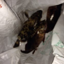 夜勤明けからの