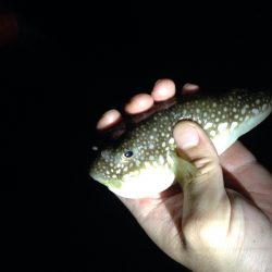 アジングランガン