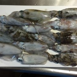 エギングでアオリイカ
