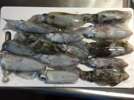 エギングでアオリイカ